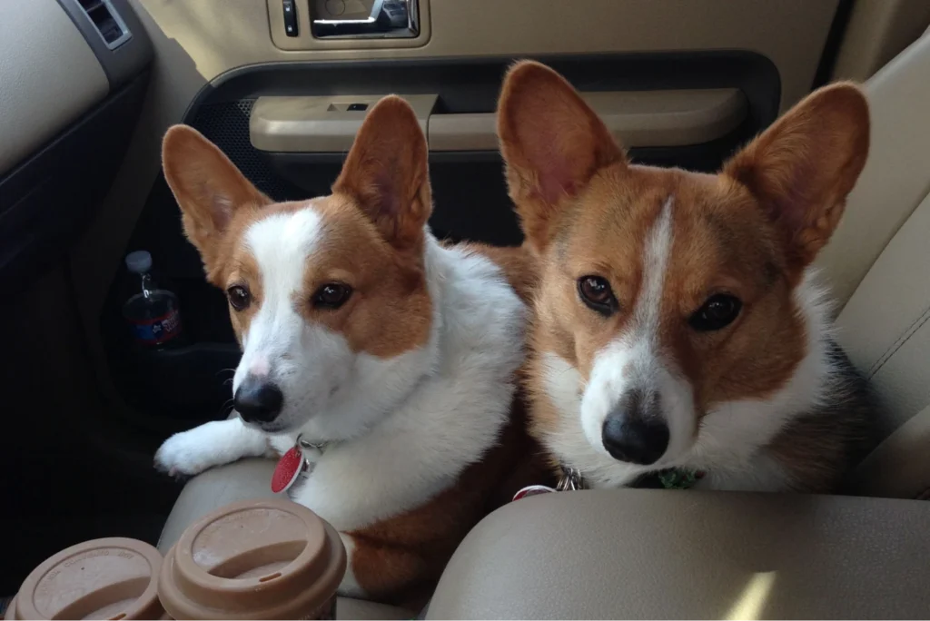 Subaru Outback Dog Car Seat for Cardigan Welsh Corgis