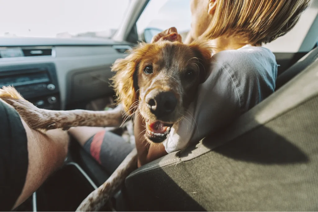 Dog Back Seat Cover for Buick Enclave