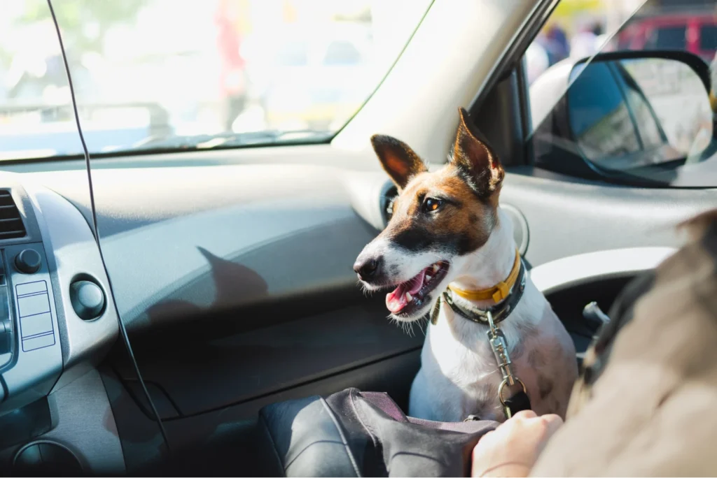 Honda Fit Dog Safety Belt for Rat Terriers