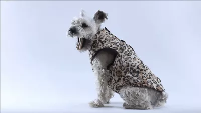 dogjacket